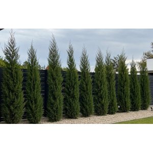 Cyprusovec leylandský (Cupressocyparis leylandii) ‘TWEEDUIZENDÉÉN’ - výška 50-70 cm, kont. C3L